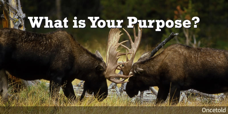 Moose fighting for territory during mating season